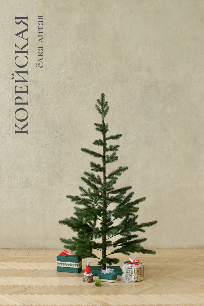 КОРЕЙСКАЯ, ель литая (1,5 м)