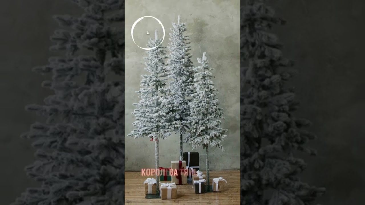 КОРОЛЕВА ТЯНЬ ШАНЯ, ель заснеженная (2,1 м)1