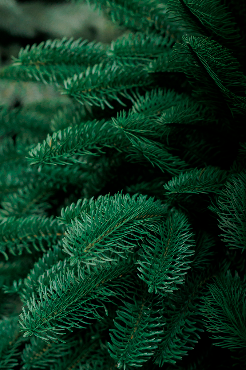 ДАТСКАЯ, елка литая искусственная (1,75 м)2