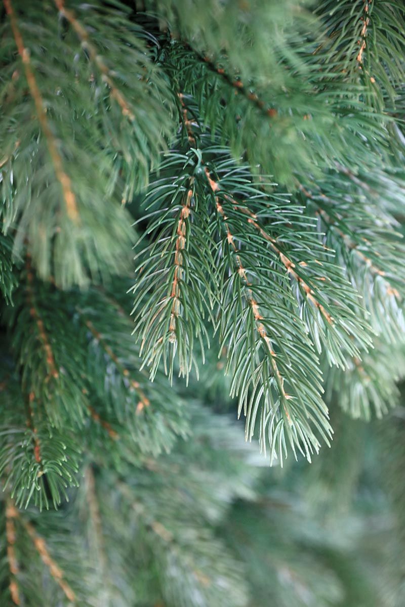 МОНБЛАН, ель литая (1,8 м)2