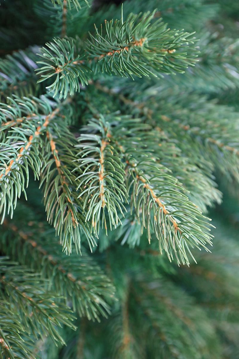 МОНБЛАН, ель литая (1,8 м)2