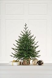 ЛЕСНАЯ СИМФОНИЯ, ель настольная