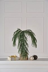 ЮЖНАЯ, ветка хвои на пеньке