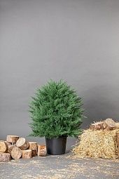 Туя искусственная шаровидная Даника (1 м)