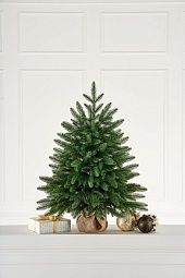 РОМАНОВСКАЯ, ель настольная (0,9 м)