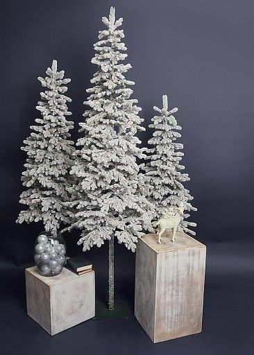 КОРОЛЕВА ТЯНЬ ШАНЯ, ель заснеженная (2,1 м)1