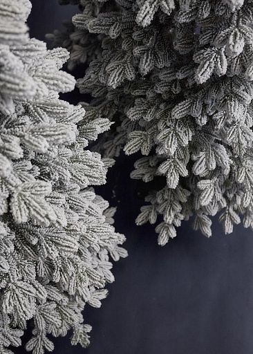 КОРОЛЕВА ТЯНЬ ШАНЯ, ель заснеженная (2,1 м)1