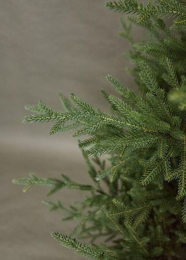 ЛЕСНАЯ СИМФОНИЯ, ель литая (2,1 м)1