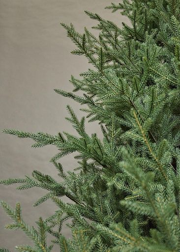 ЛЕСНАЯ СИМФОНИЯ, ель литая (1,5 м)1