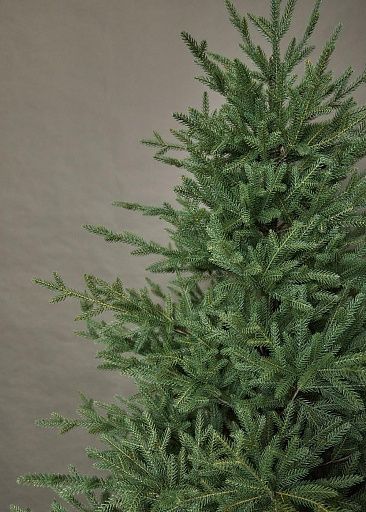 ЛЕСНАЯ СИМФОНИЯ, ель литая (2,7 м)1