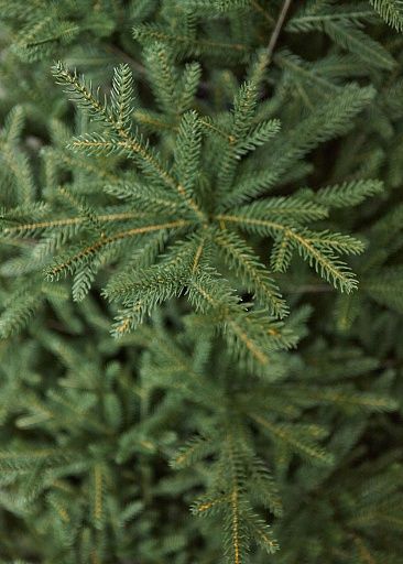 ЛЕСНАЯ СИМФОНИЯ, ель литая (2,1 м)1