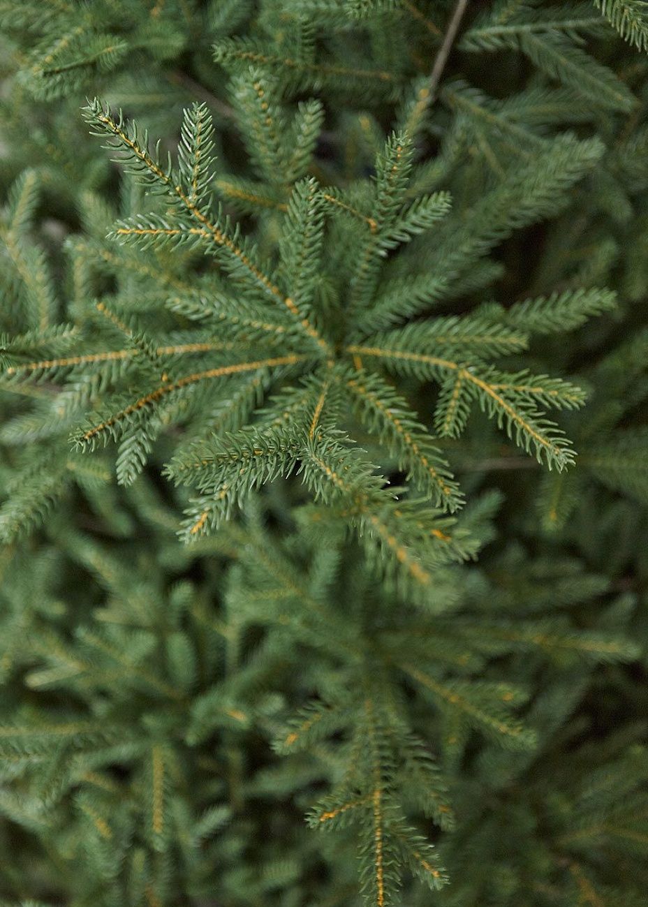 ЛЕСНАЯ СИМФОНИЯ, ель литая (2,1 м)2