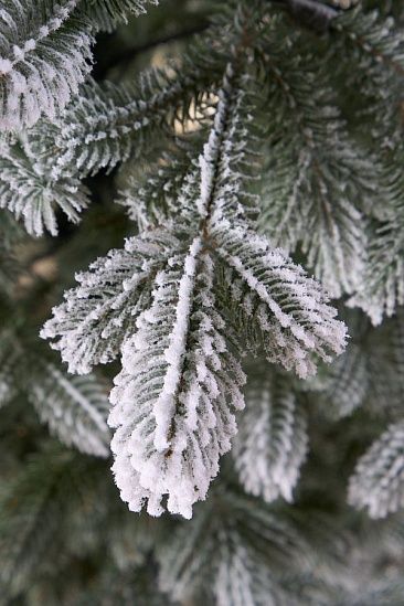 НЕВАДА, ель заснеженная (1,8 м)