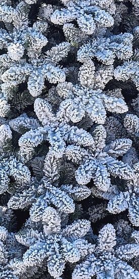 АМУРСКАЯ, ель высотная заснеженная (3,0 м)1