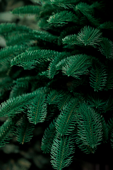 ДАТСКАЯ, елка литая искусственная (1,75 м)1