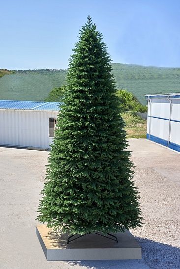 ПРАЖСКАЯ, ель высотная (4,0 м)