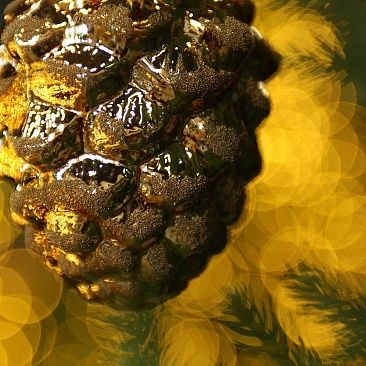 Шишка кедровая 10 см золотая 82411